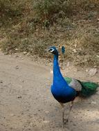 blue peacock on the ground in the wild