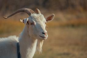 white goat in the field