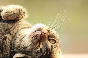 sleeping cute cat in green background