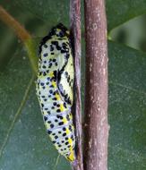 caterpillar tree leaf