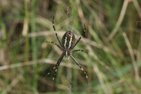 a big spider on a web in the grass