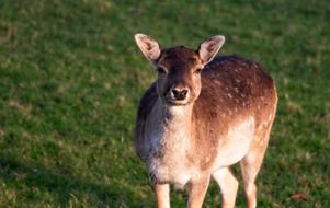 big fat reindeer