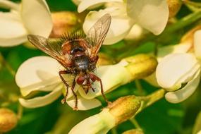 an insect on a yellow flower in the garden