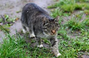 a cute fluffy cat in the green grass