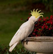 white parrot with a yellow pattern