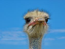 ostrich against the blue sky