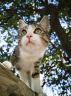 looking cat in the trees