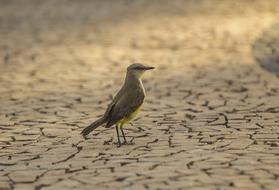 bird on dry ground