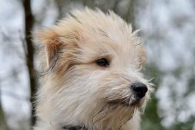 fluffy white dog in the park
