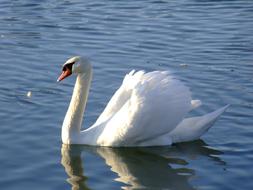 a gorgeous white swan in a lake