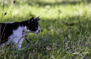 a little cat in the green grass