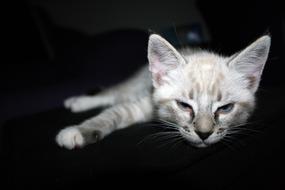sleeping kitten with a black background