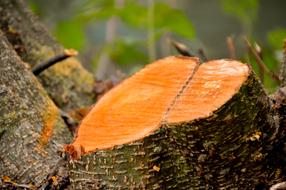 Wood Cup Texture