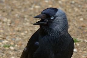 black raven with an open beak