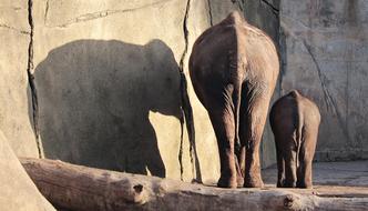 elephant tails in the rocks