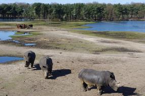 rhinoceros pack walking through the trees