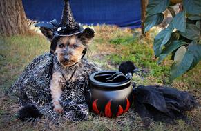 fluffy dog haloween