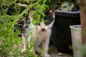 potty-trained kitten