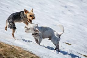 little dogs in the snow view