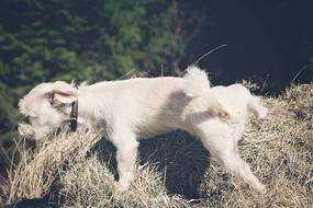 white dog in a field