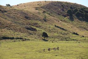 green meadow with hills view