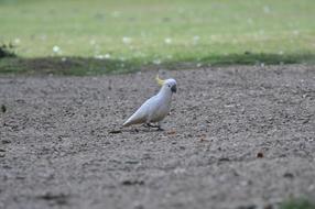 white parrot on the ground view