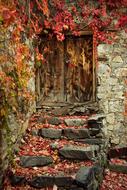 red-leafed wooden door