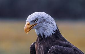 white headed eagle
