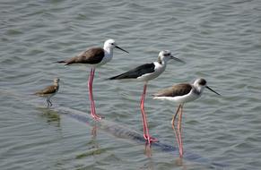 birds on red legs