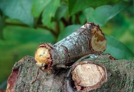 logs view posts