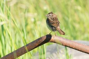 bird on a branch in the grass