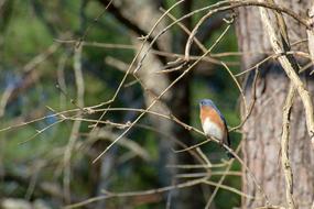 a bird hiding in the branches of a tree