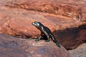 black toad with stones look