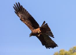 big eagle in the blue sky