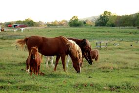 a pack of horses on the green grass