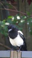 black raven with white coloring