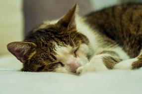 sleeping cat with a pink nose