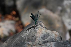 insect on rock species