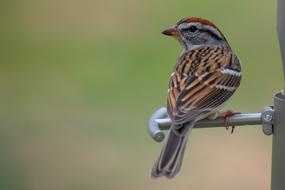 small bird on a green background