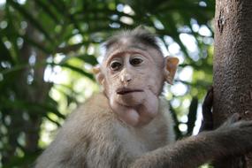 funny monkey in india