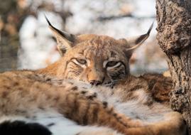 sleeping wildcat