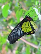 a gorgeous butterfly on green foliage.