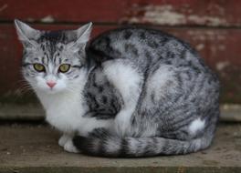 wild colored cat species