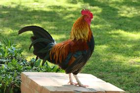 colored rooster in the grass