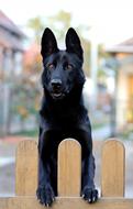 a black dog with beautiful eyes