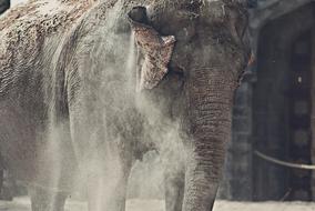elephant sand animal species