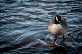 cute duck in the water