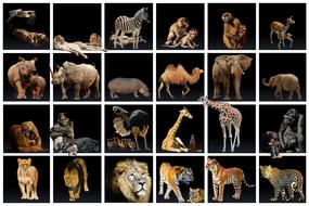 a lot of animals on safari
