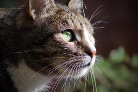 a beautiful animal with a green eye