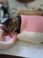 sleeping cat in bed